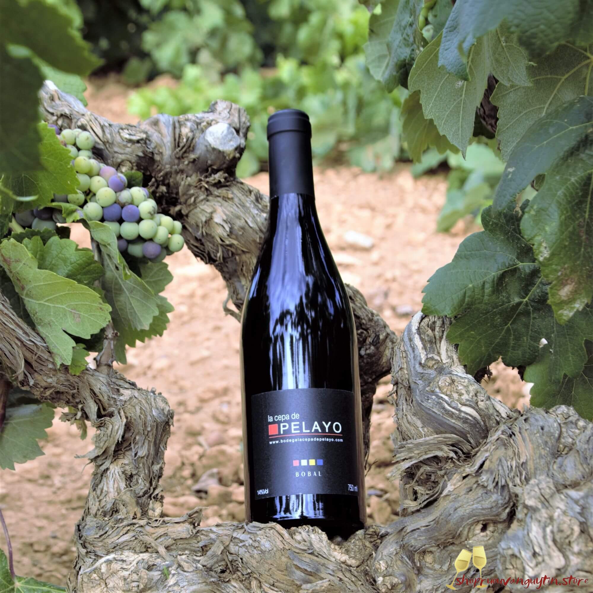 Rượu Vang Đỏ La Cepa De Pelayo Bobal