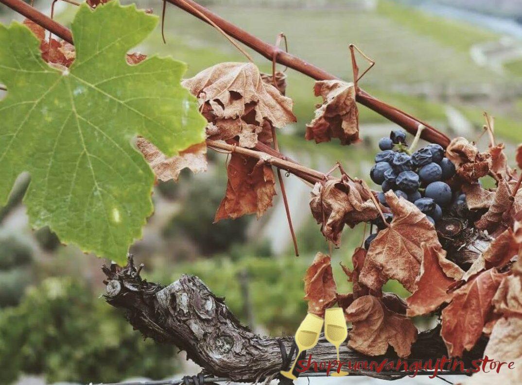 Rượu vang Port Churchill's