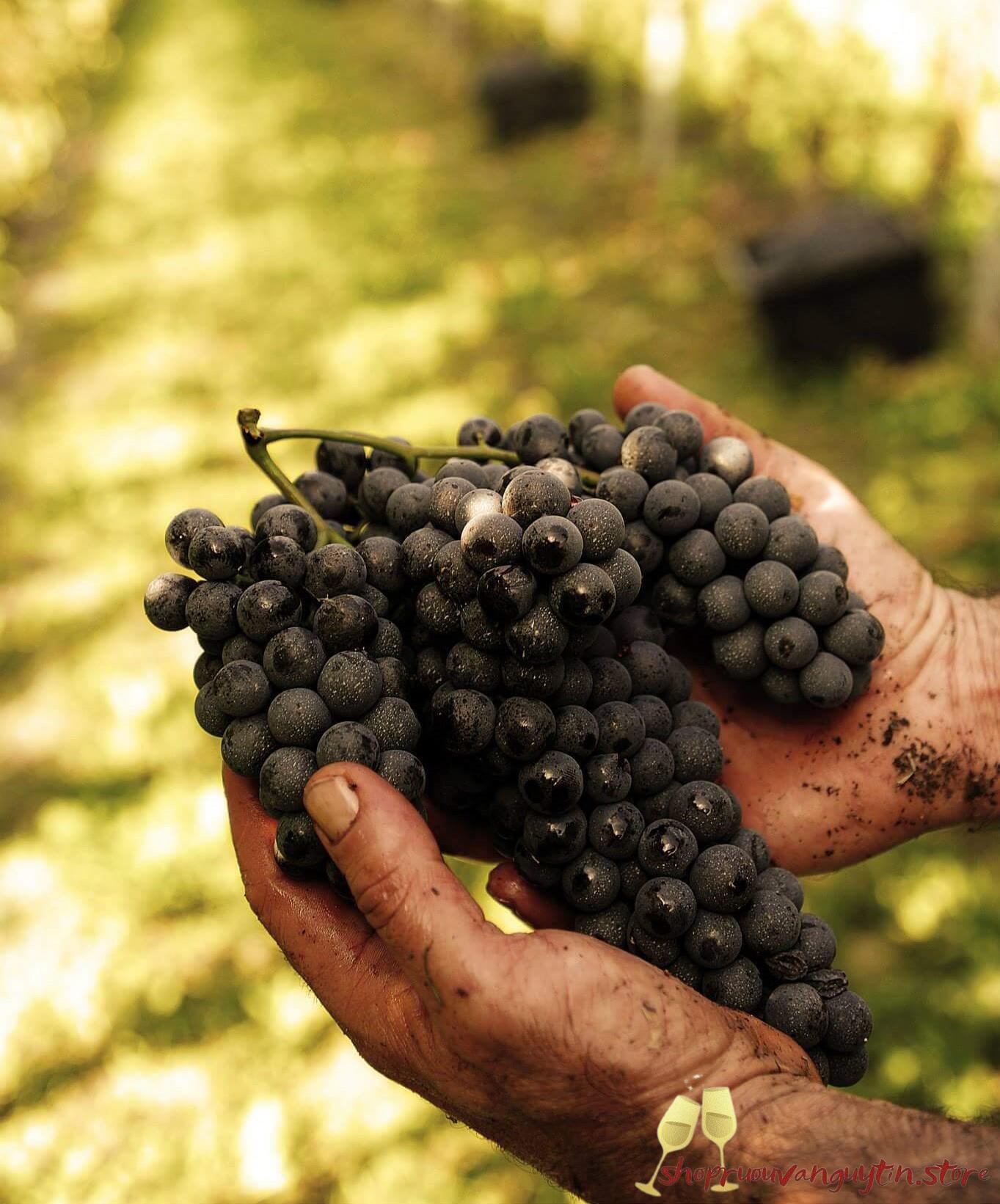 Rượu vang Ý Dante Rivetti