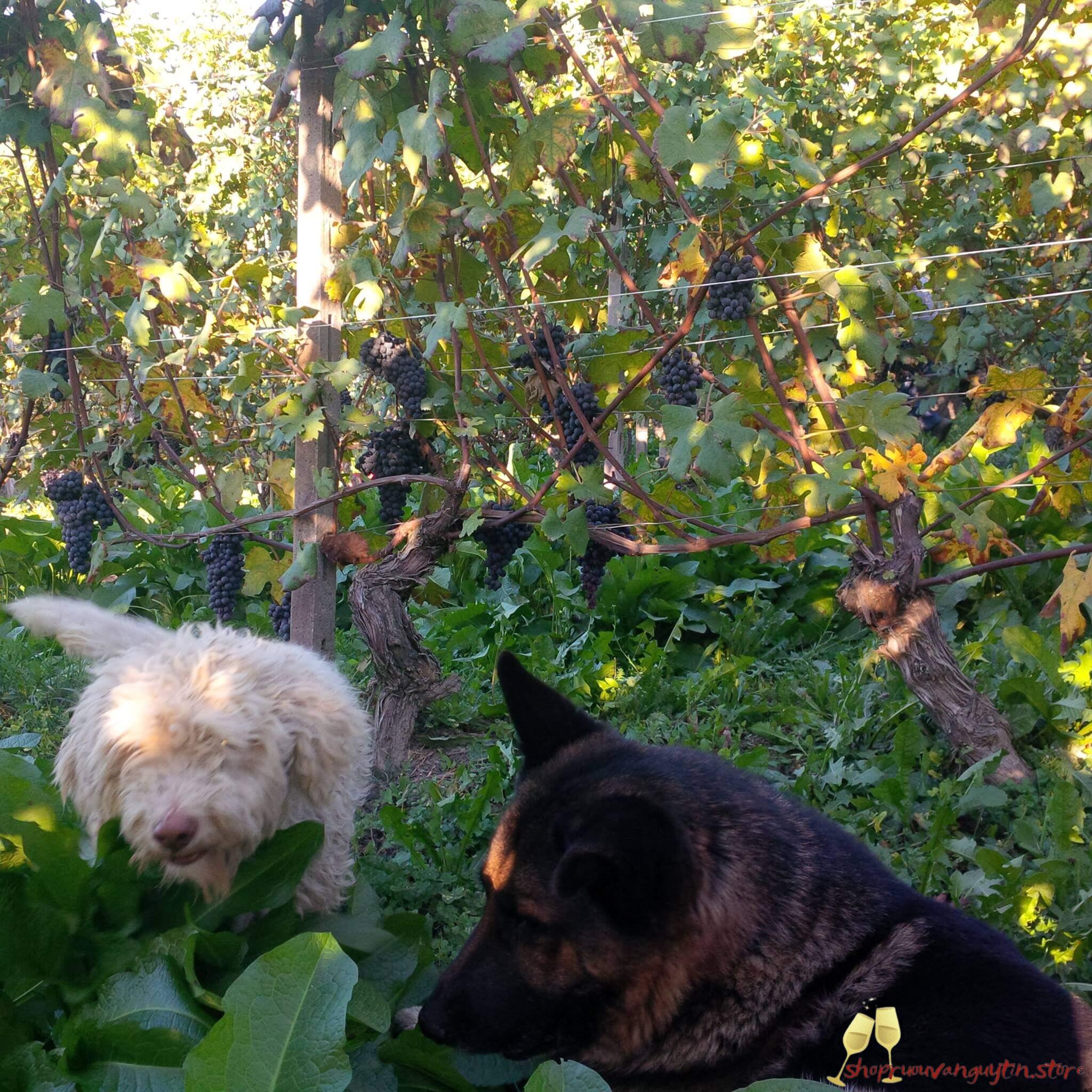 Rượu vang Ý Dante Rivetti