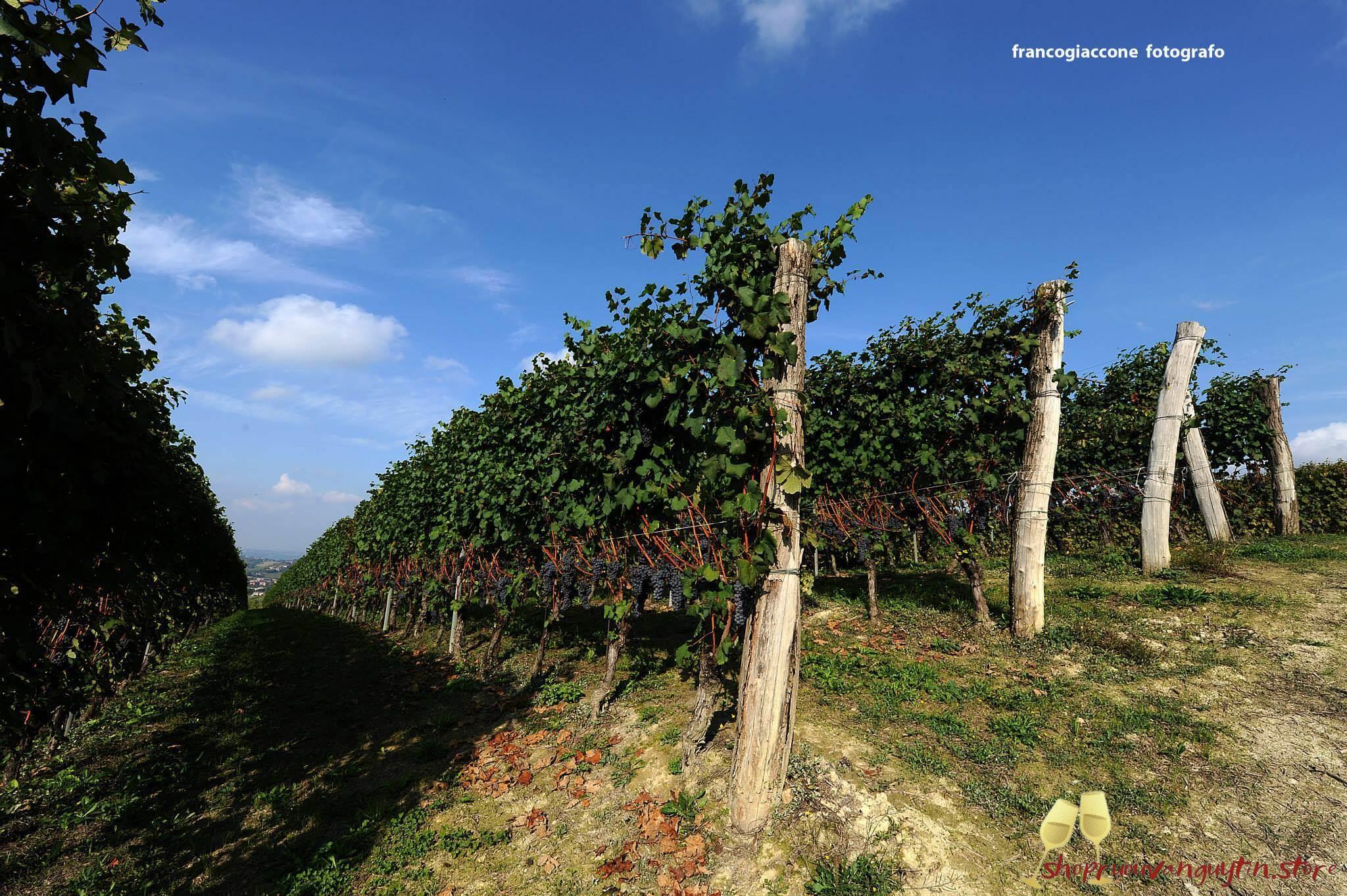 Rượu vang Ý Dante Rivetti