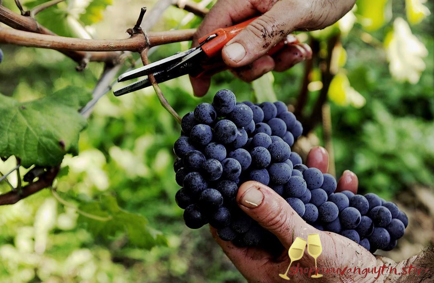 Rượu vang Ý Dante Rivetti