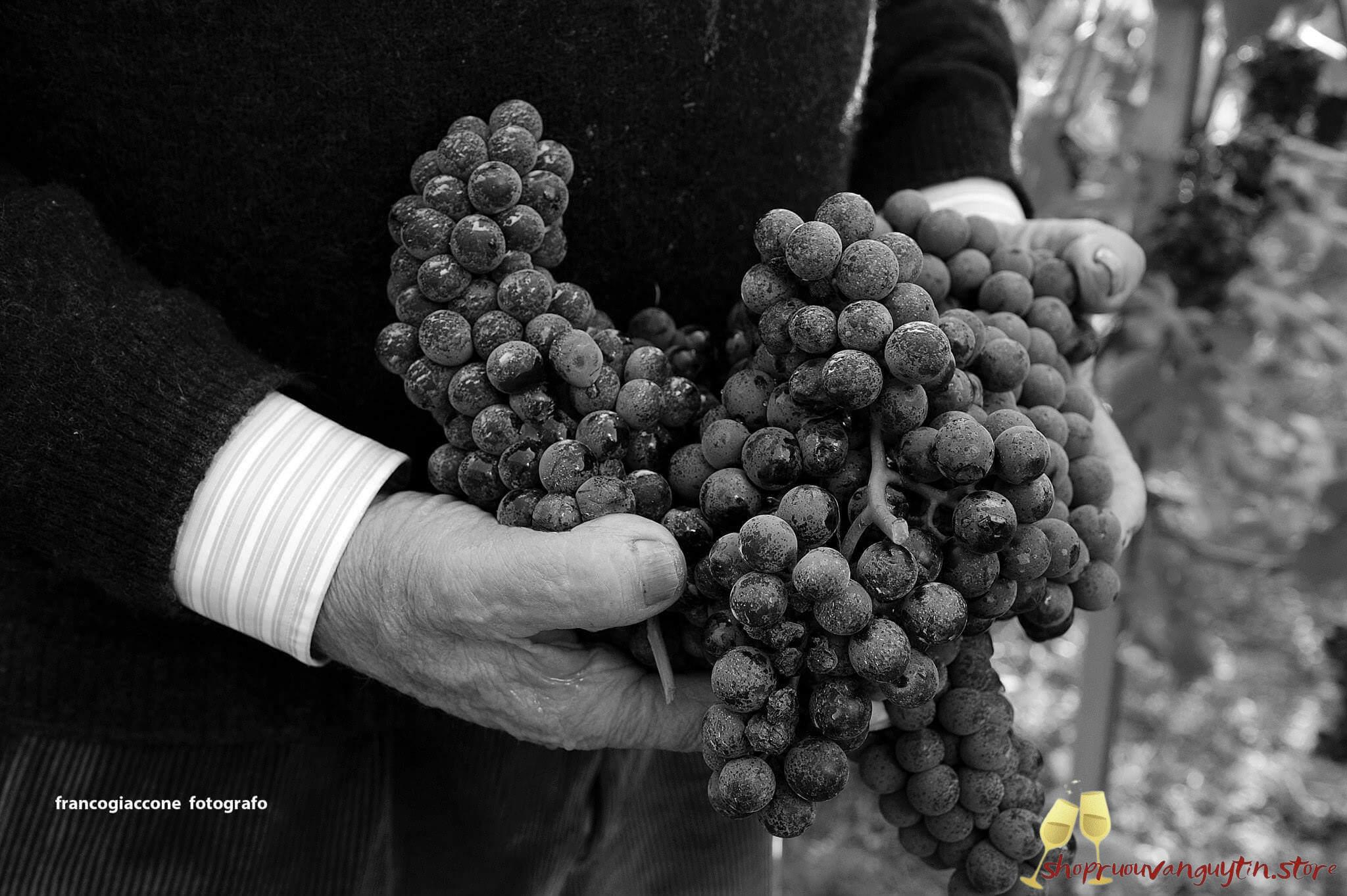 Rượu vang Ý Dante Rivetti