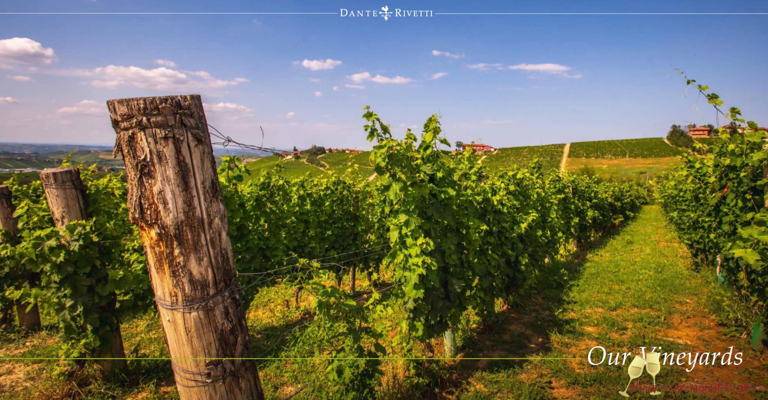 Rượu vang Ý Dante Rivetti