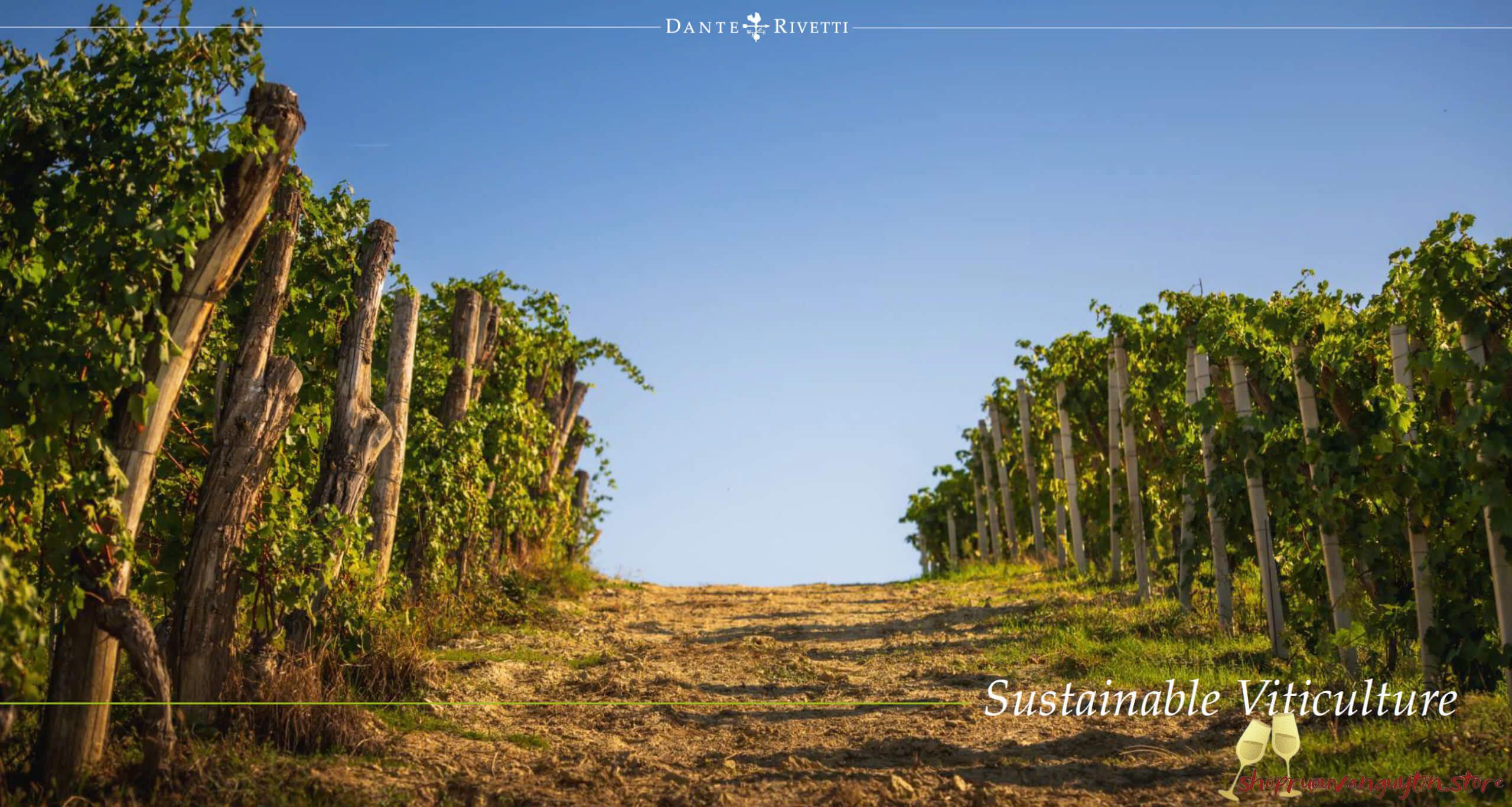 Rượu vang Ý Dante Rivetti