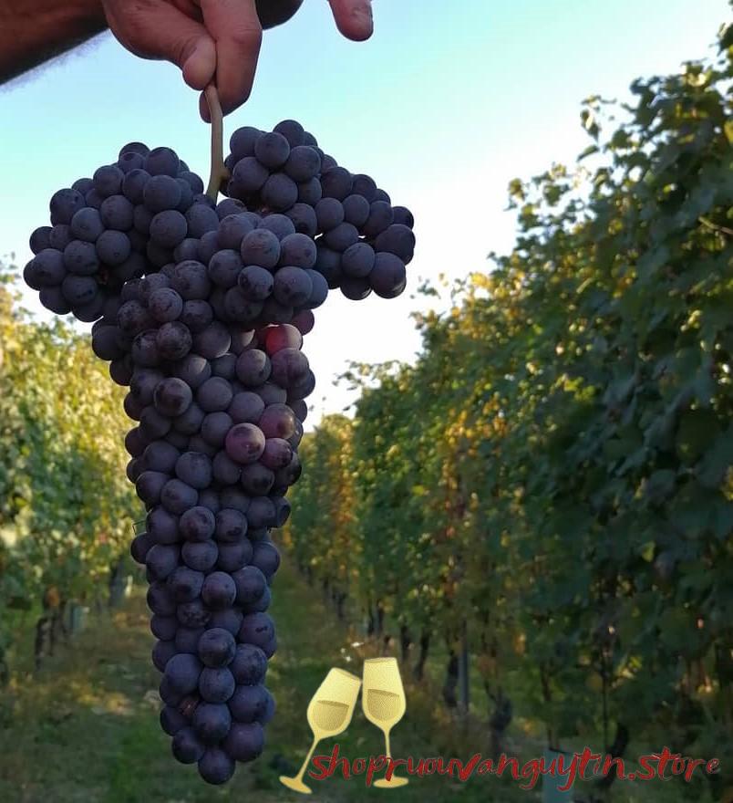 Rượu vang Ý Dante Rivetti