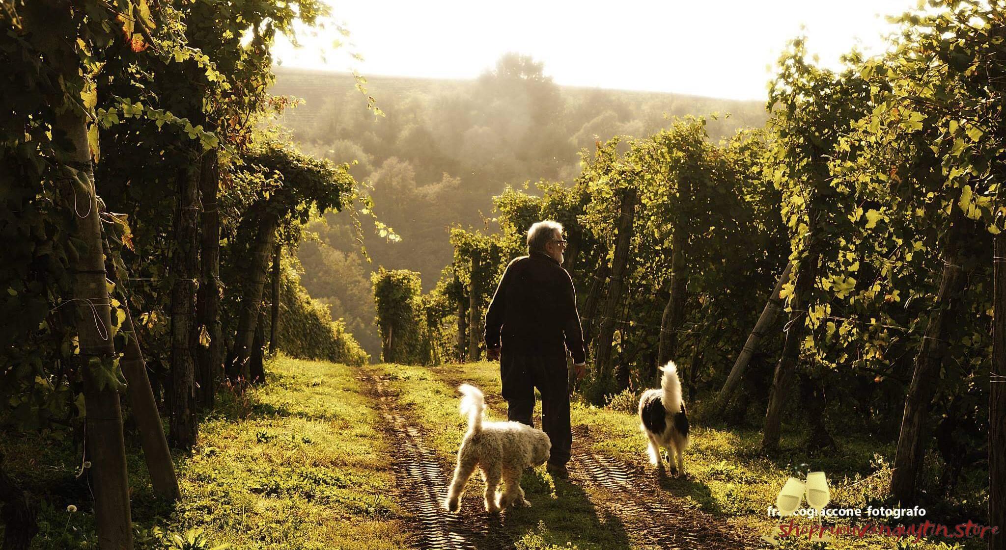 Rượu vang Ý Dante Rivetti